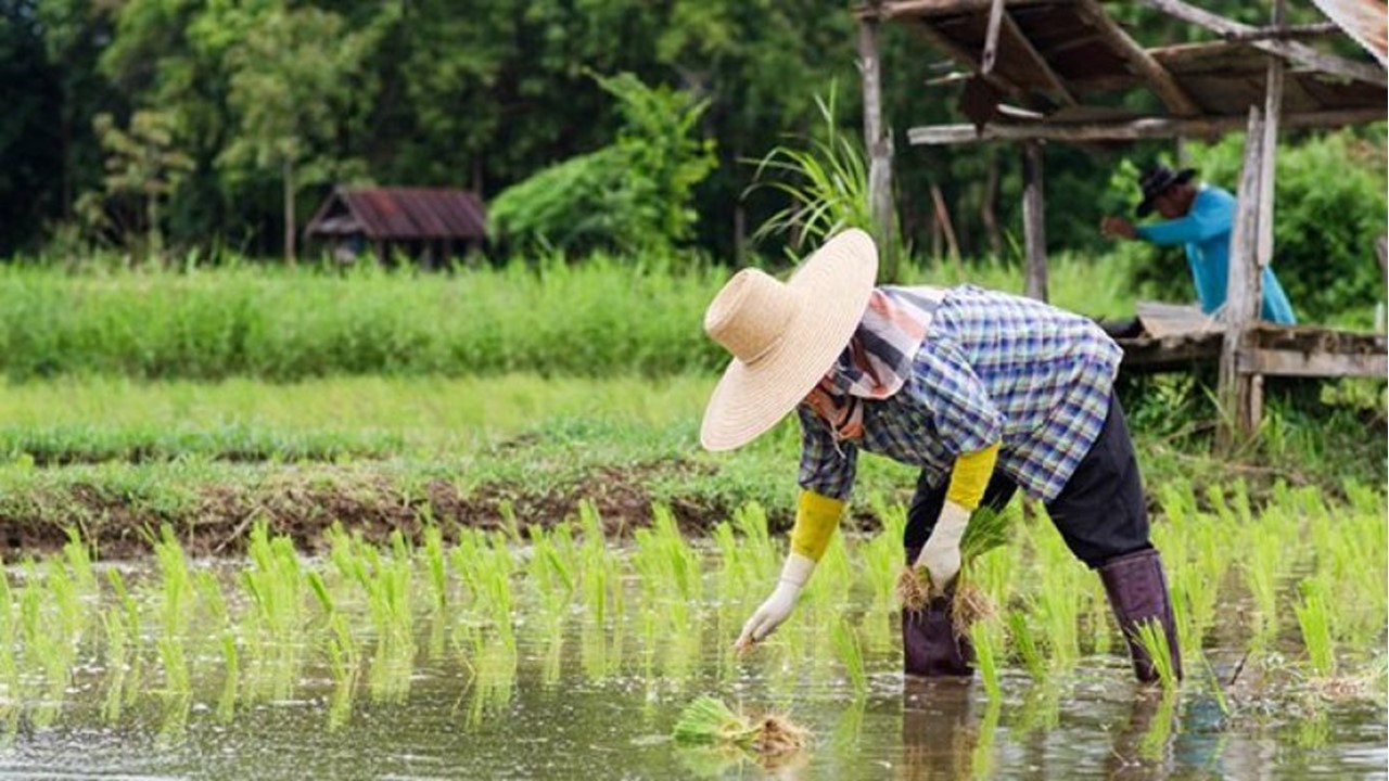 Pinsala sa sektor ng agricultural dahil sa epekto ng El Niño umabot na