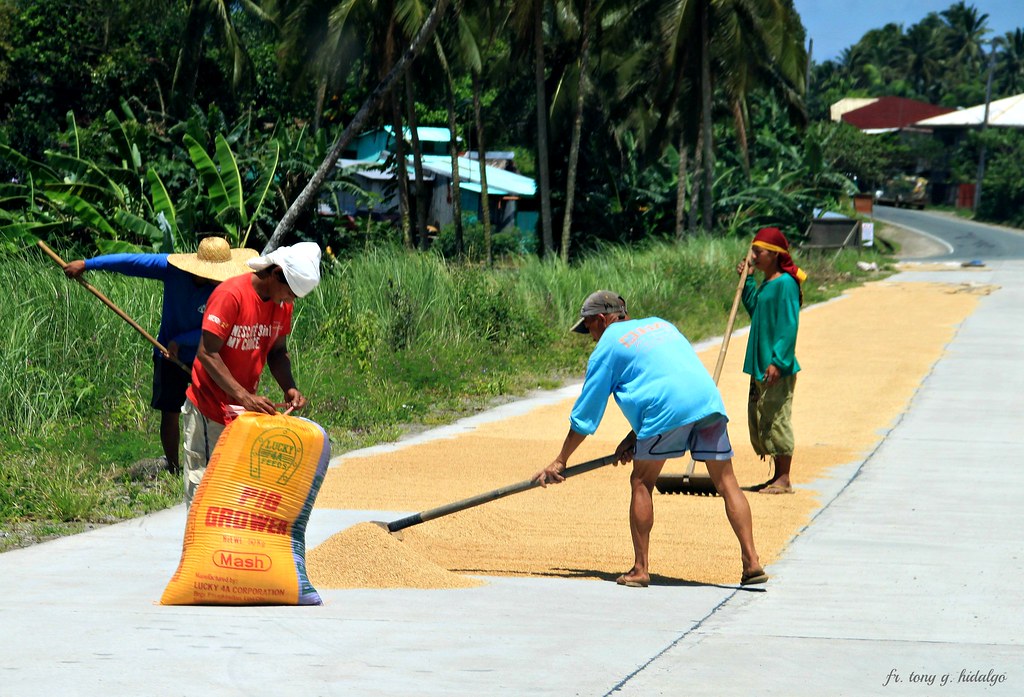 Pagbabawal Sa Pagbibilad Ng Palay At Mais Sa Kalsada, Ipinaalala Ng ...