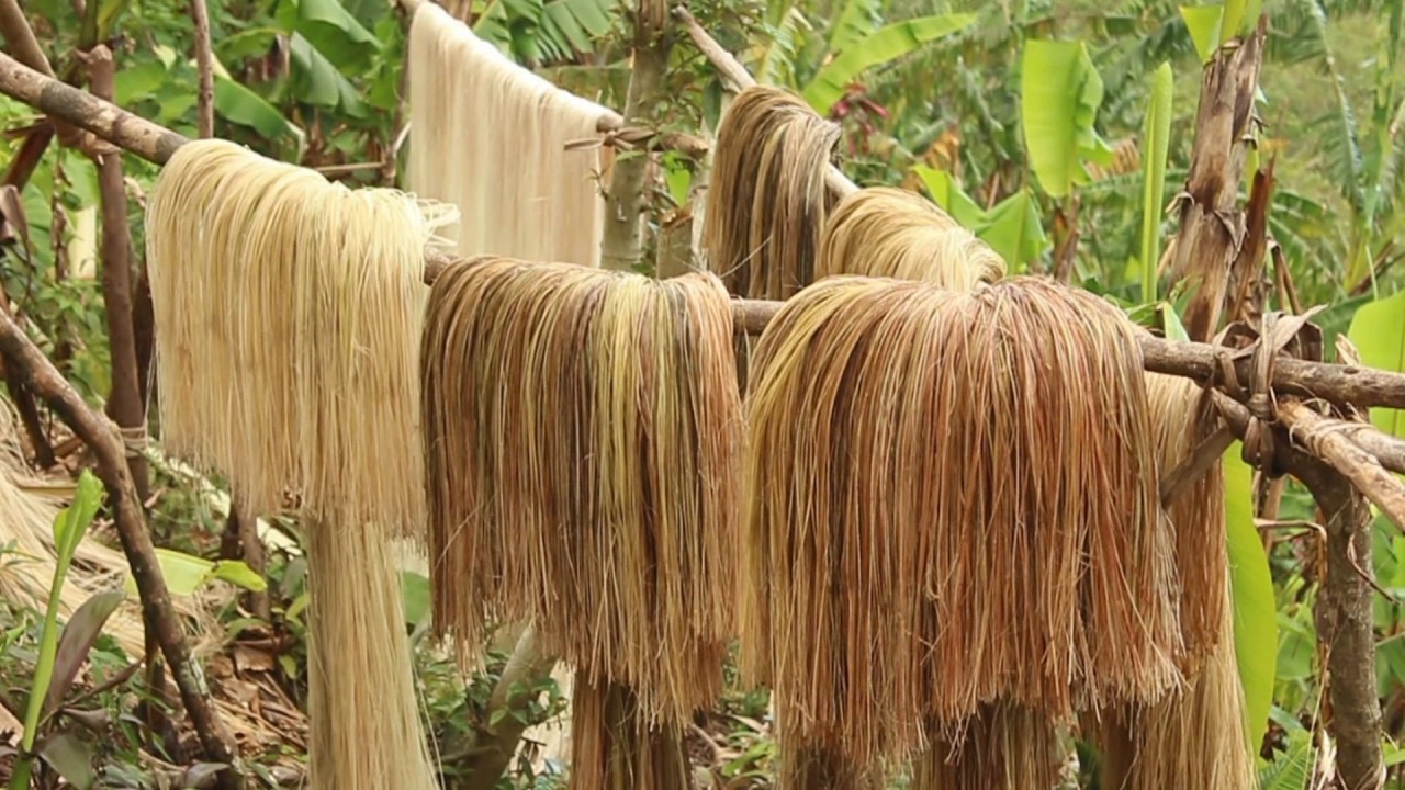 Lalawigan ng Catanduanes, idineklara bilang Abaca Capital of the