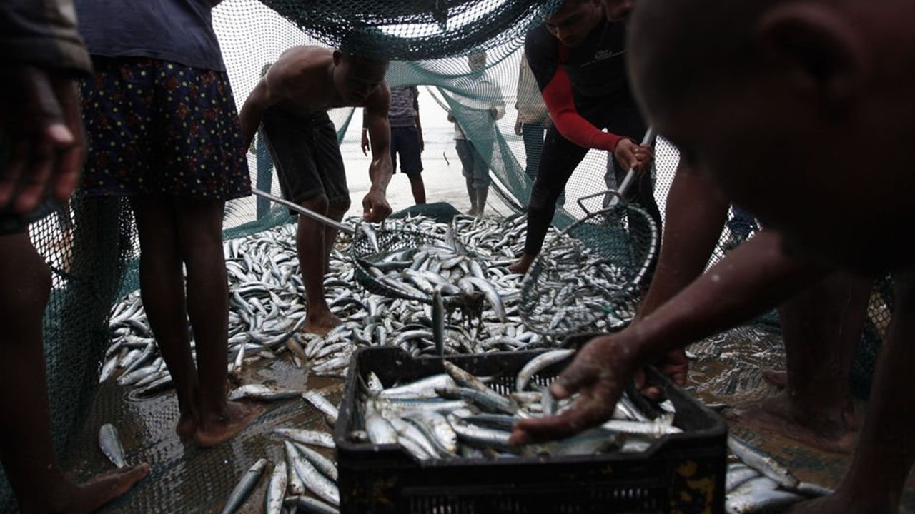 DA, tiniyak na walang sardine shortage ang bansa para sa taong ito