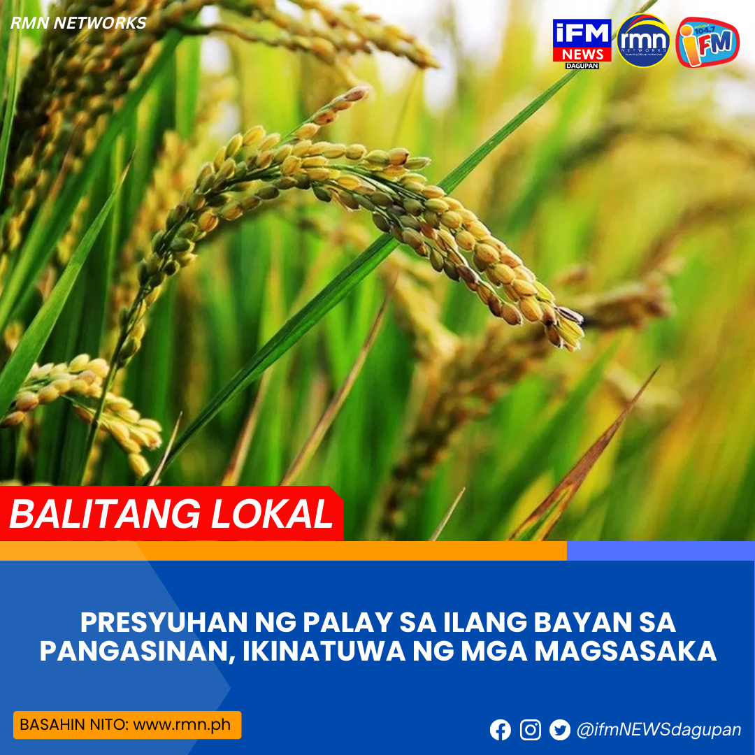 Presyuhan Ng Palay Sa Ilang Bayan Sa Pangasinan Ikinatuwa Ng Mga Magsasaka Rmn Networks 2744