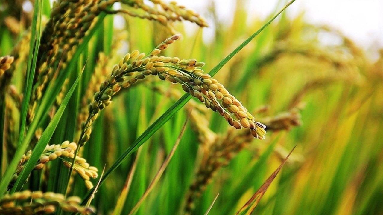 Produksyon ng palay at mais, tumaas sa kabila ng El Niño - PBBM - RMN ...